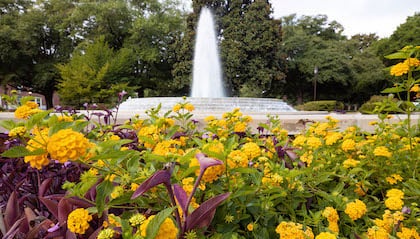 Campus fountain with flowers surrounding it